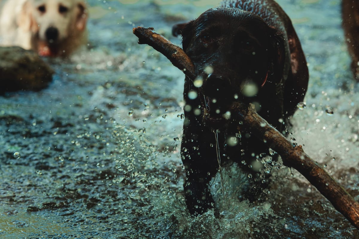 Dogs playing in the creek with a stick at the 23-acre resort