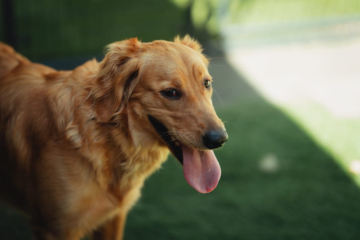 A golden retriever out on the turf yard at Deer Creek Canine