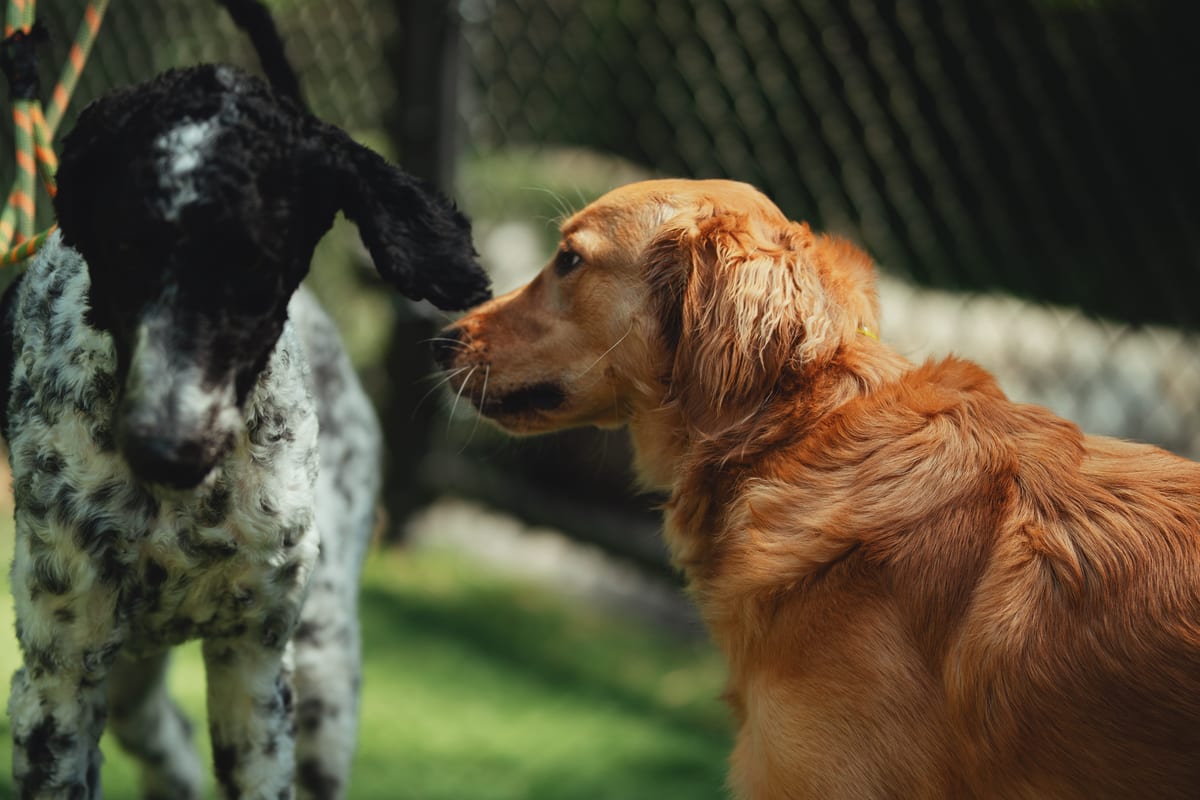 Two dogs greeting each other during supervised play at Deer Creek Canine