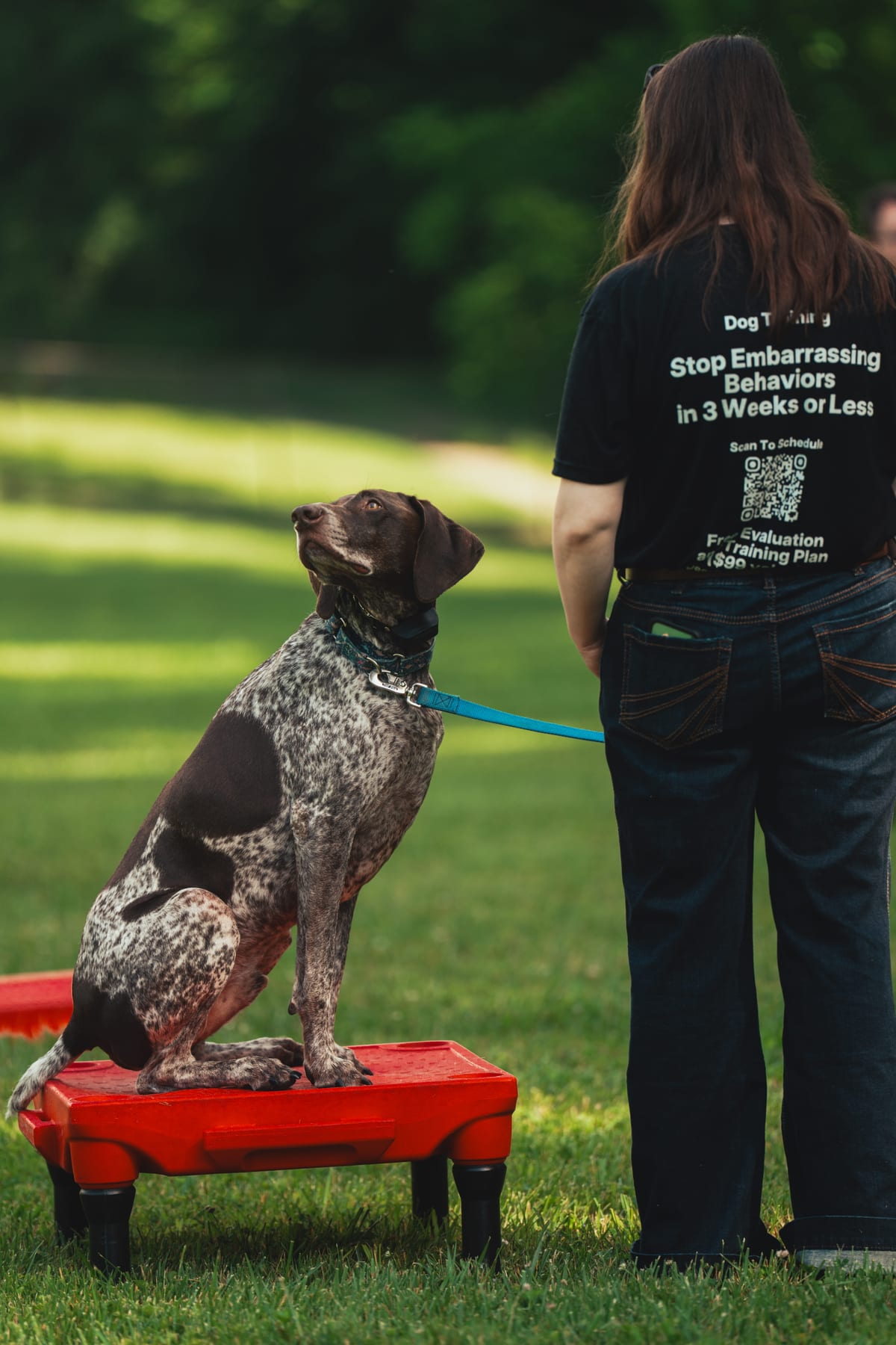 A German shorthaired pointer holding a place command on a training cot