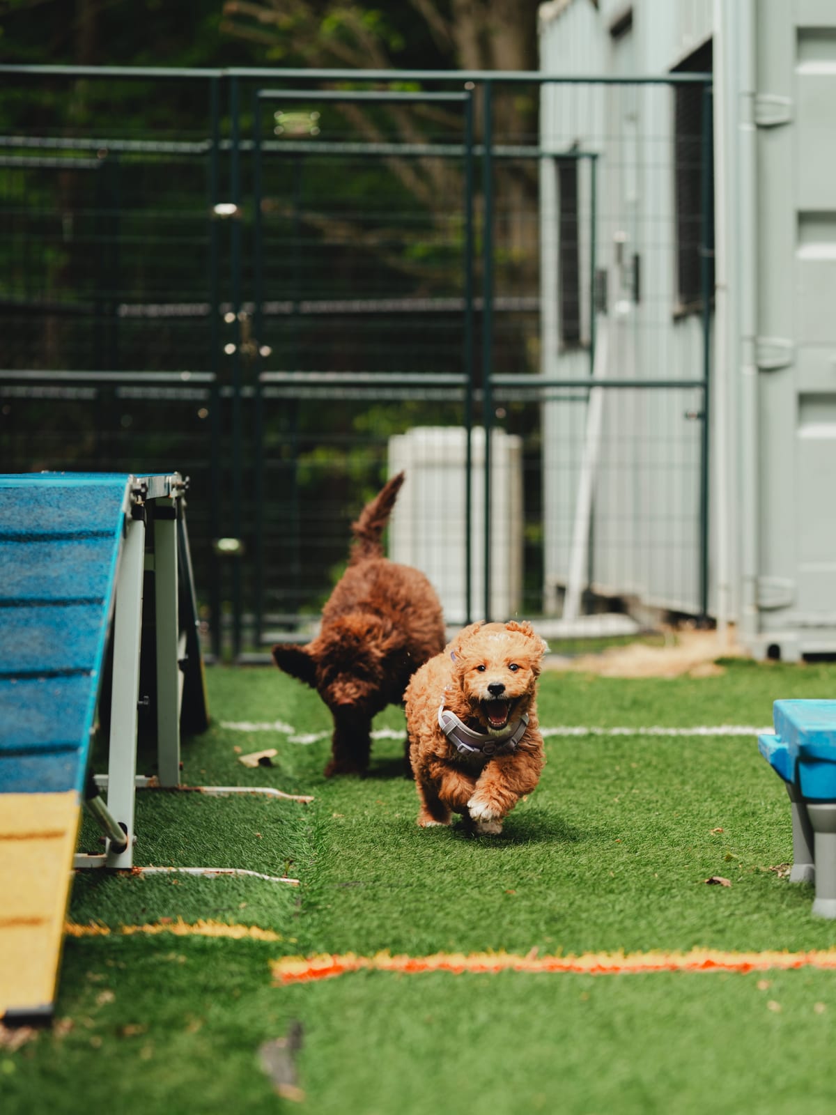 Two doodle puppies playing in the resort’s turf yard