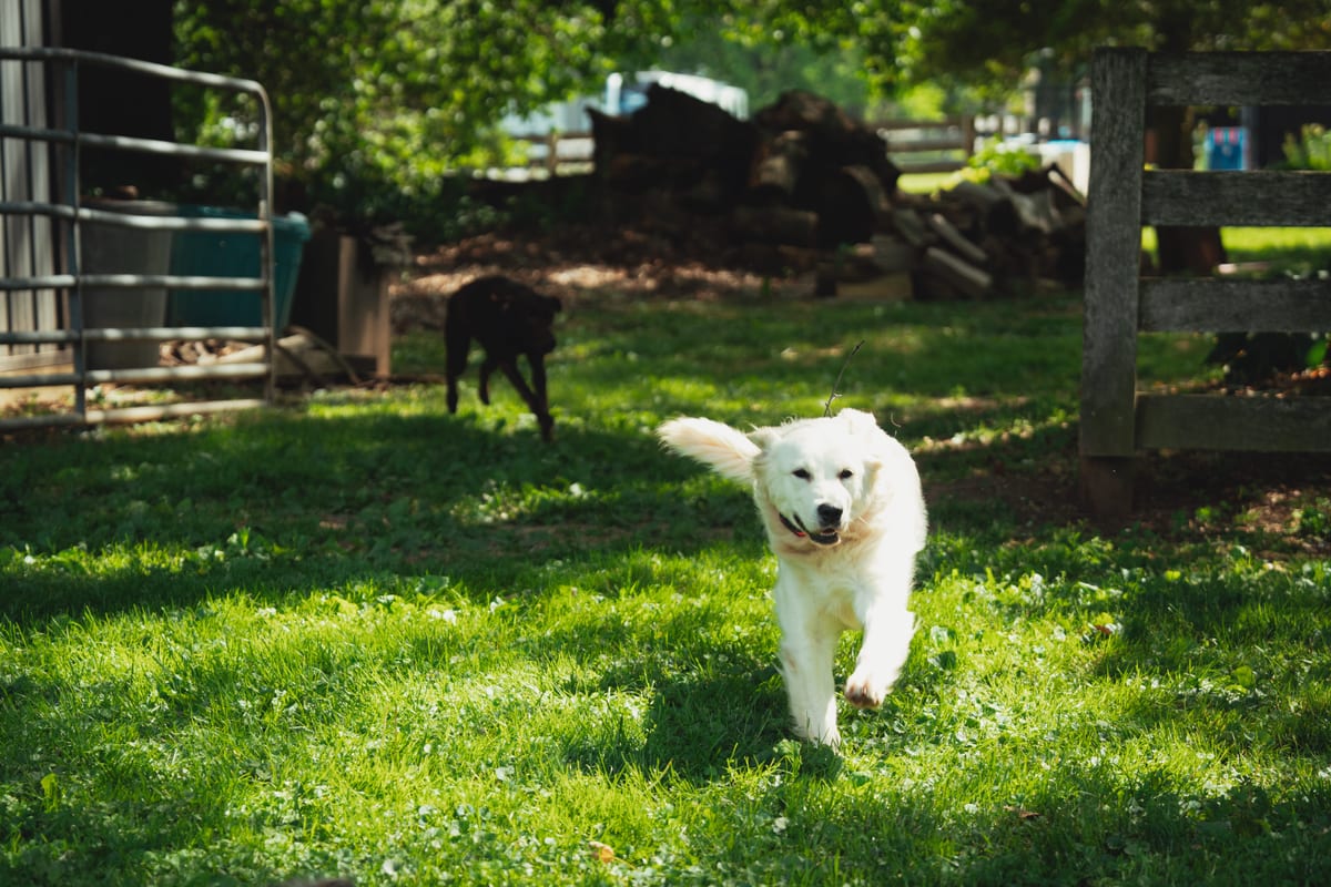 A dog running on the 23-acre grounds at Deer Creek Canine