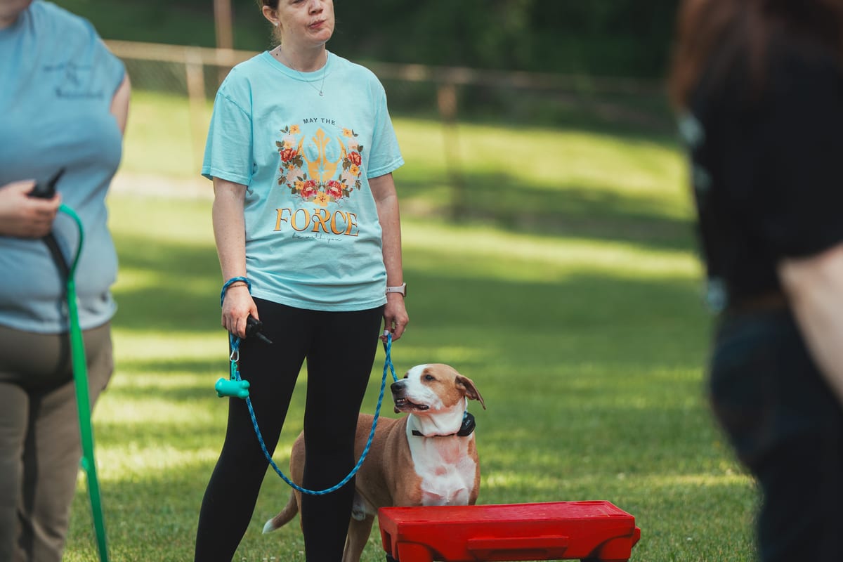 Dogs and owners practicing place commands in an outdoor group class at Deer Creek Canine