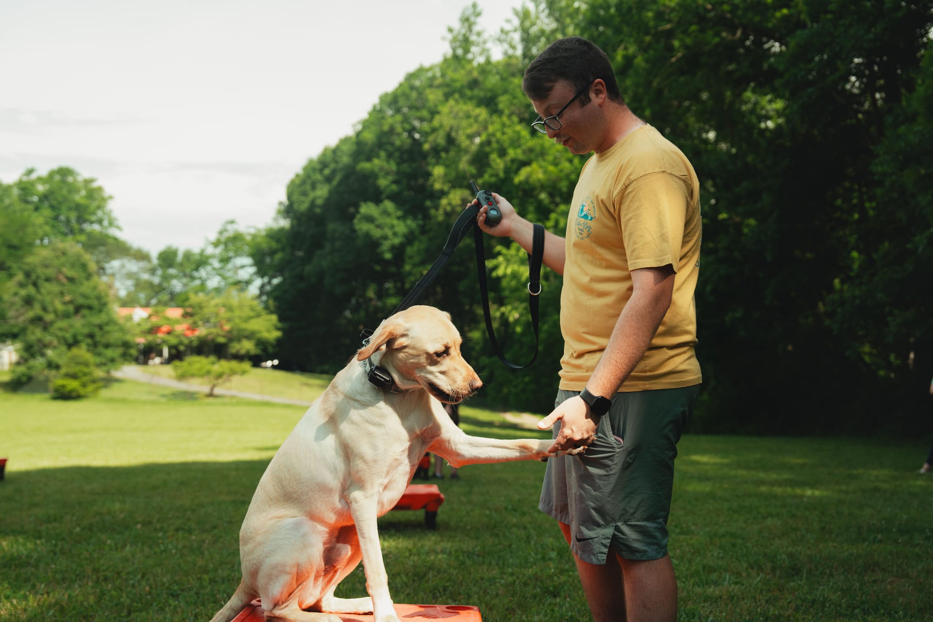 A Deer Creek Canine trainer working with a Labrador on the resort grounds