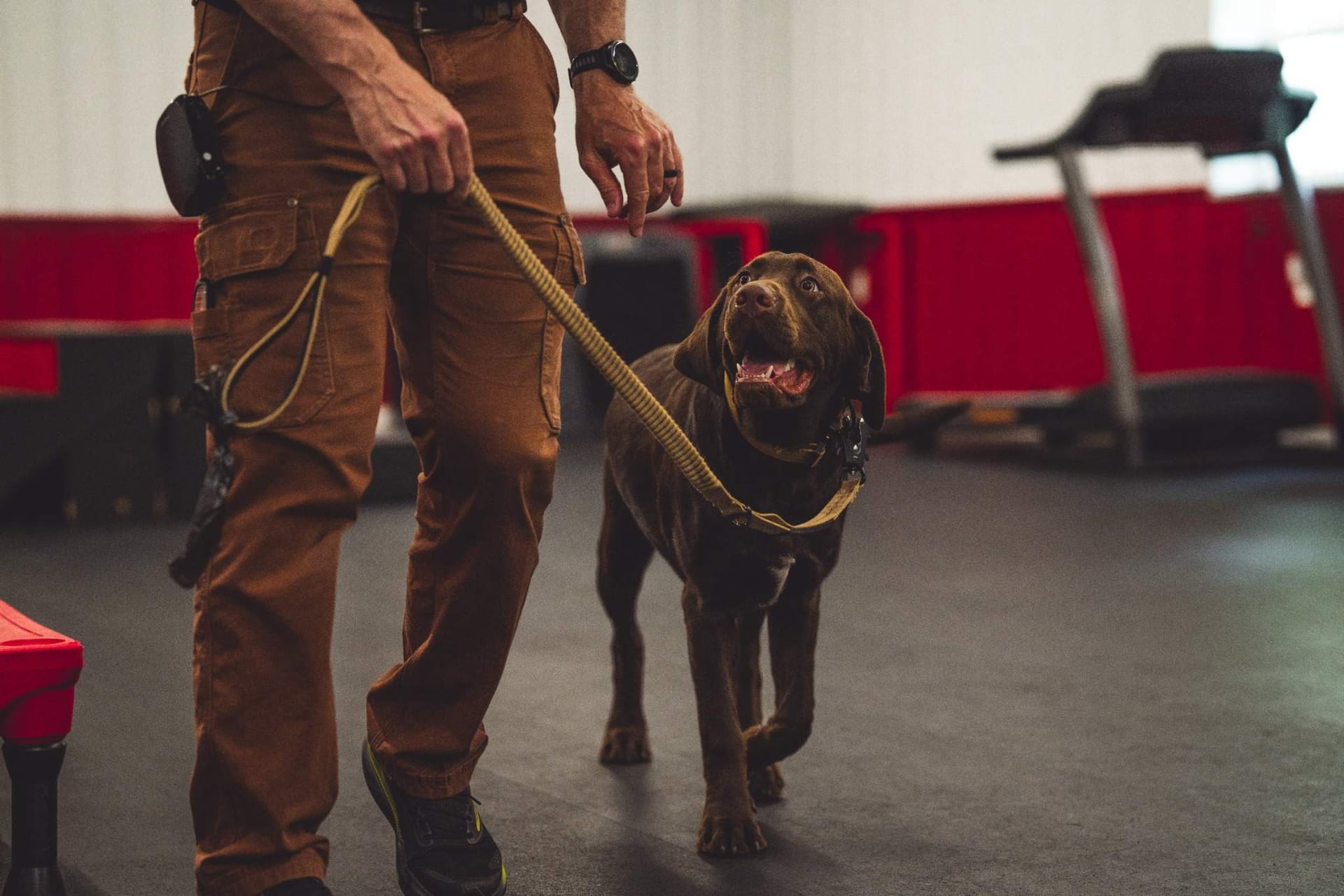 A Deer Creek Canine trainer leash-walking a Labrador during a day-training session