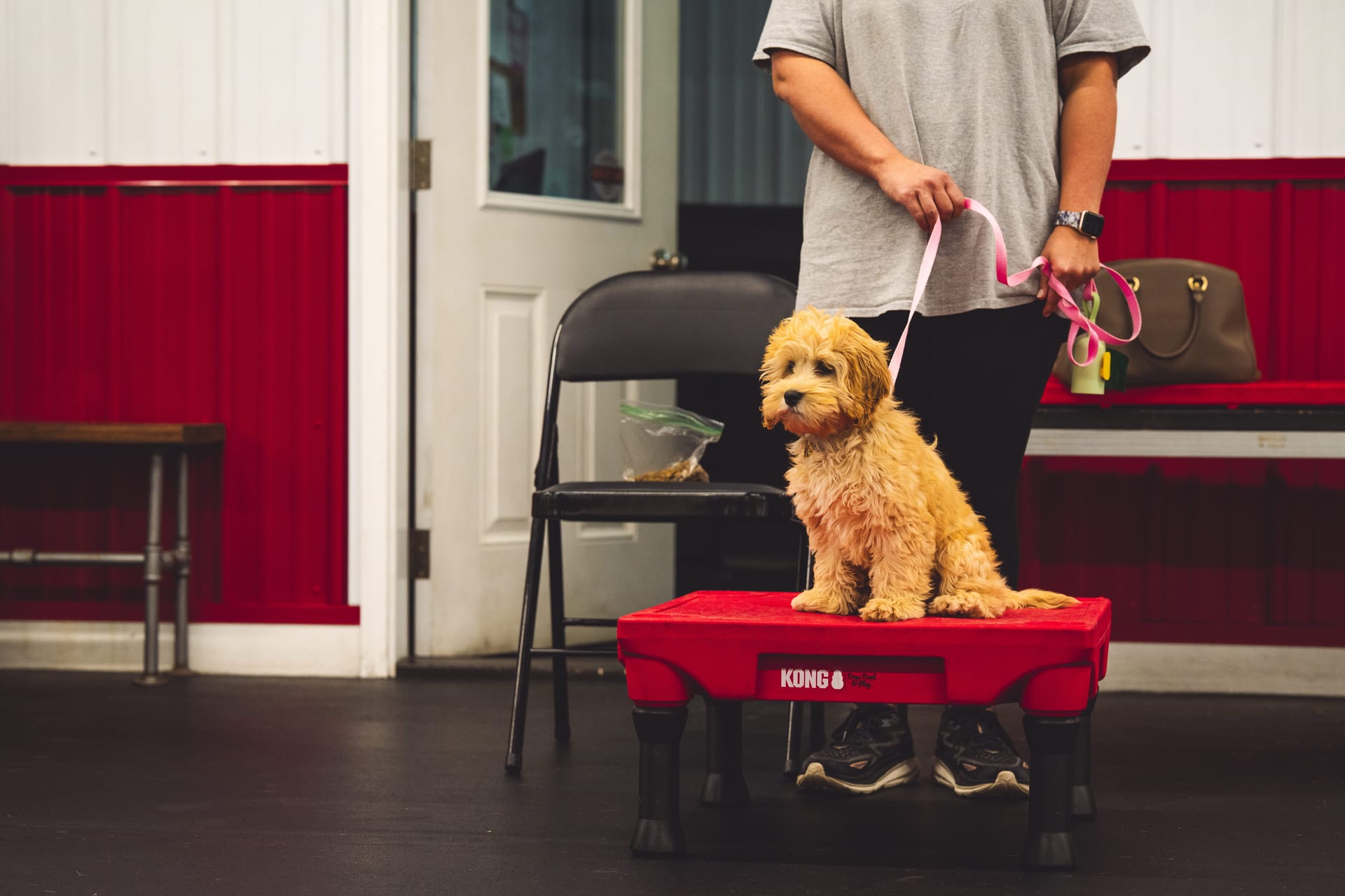 A goldendoodle puppy holding a sit-stay on a training platform in puppy class at Deer Creek Canine