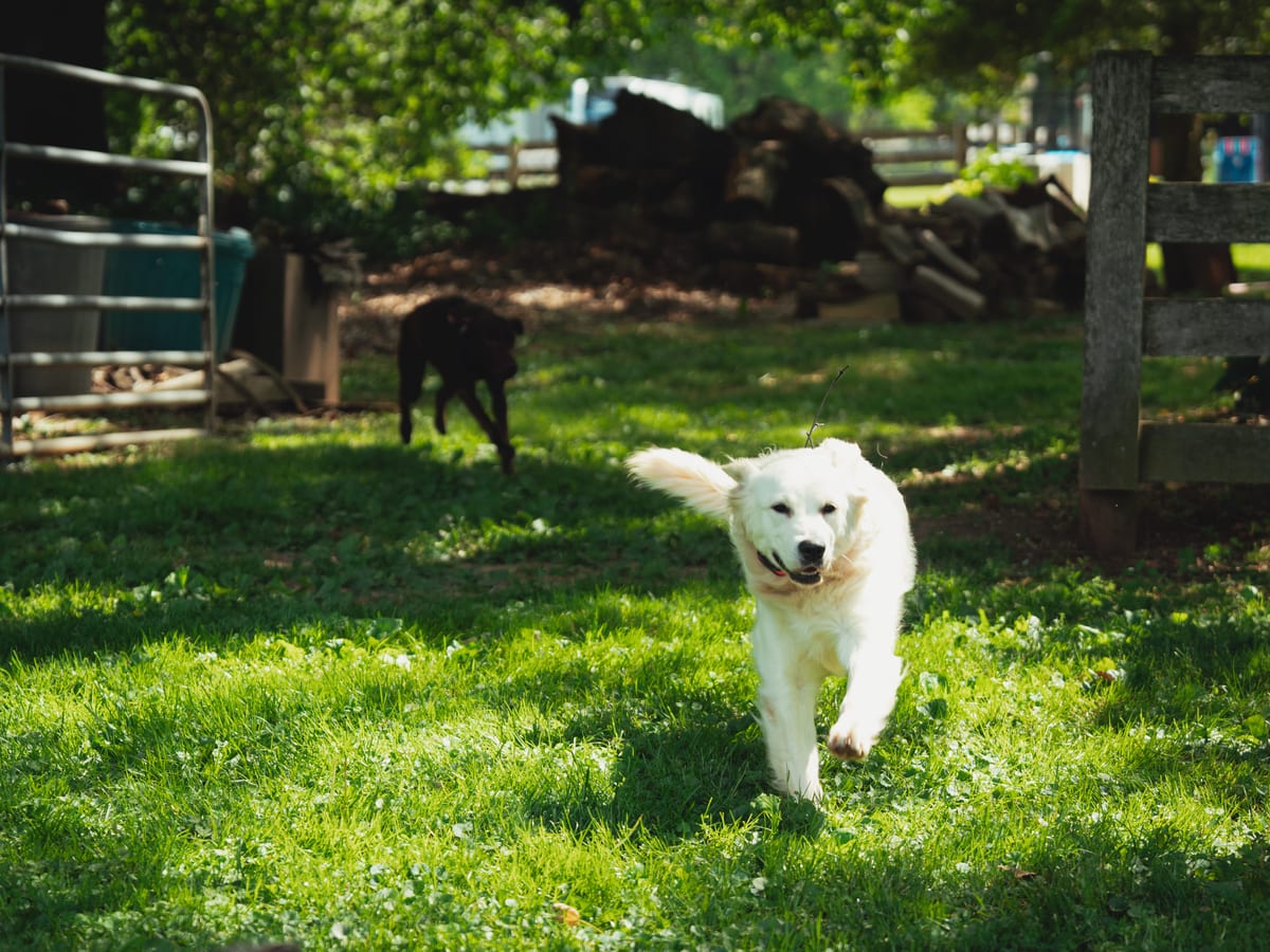 A dog running across the grass on the 23-acre Deer Creek Canine property
