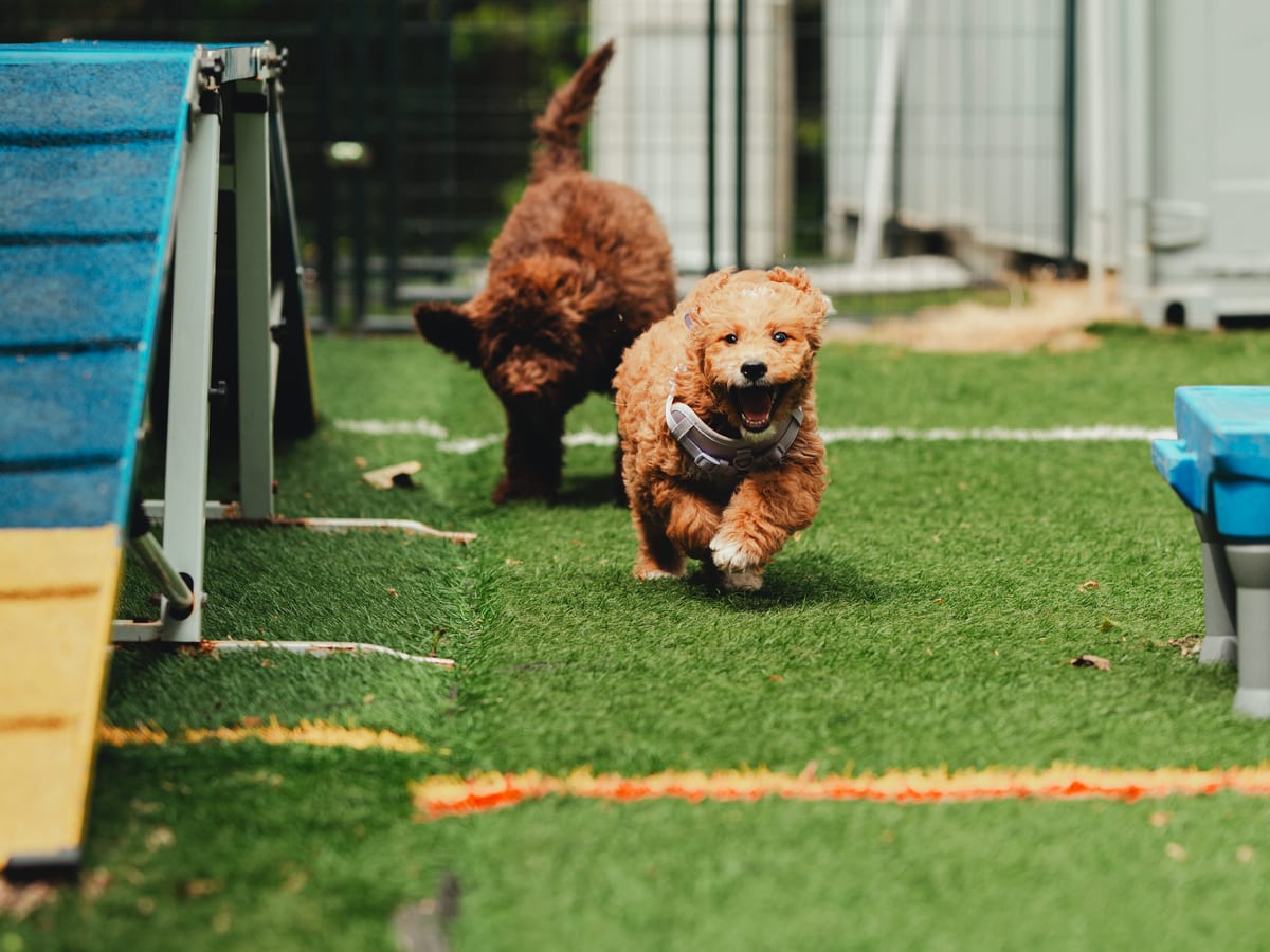 Two doodle puppies playing in the supervised daycare turf yard at Deer Creek Canine