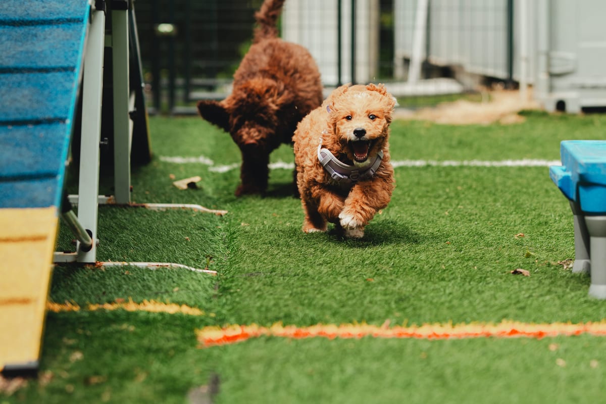 Two doodle puppies playing in the resort's turf yard at Deer Creek Canine